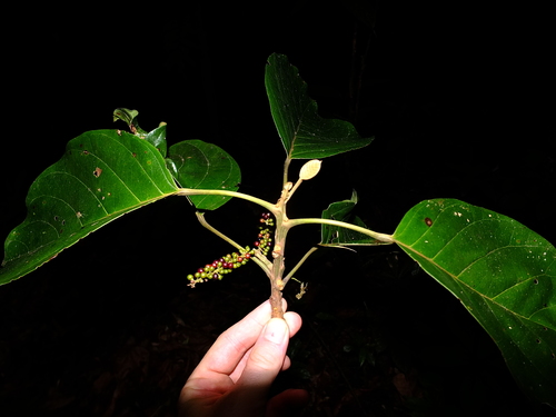 Hieronyma alchorneoides (Suradan) — photo