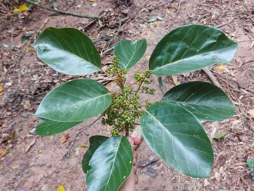 Hieronyma alchorneoides