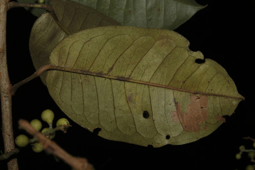 Hieronyma asperifolia (Roughleaf hieronyma) — photo
