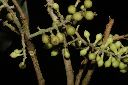 Hieronyma asperifolia