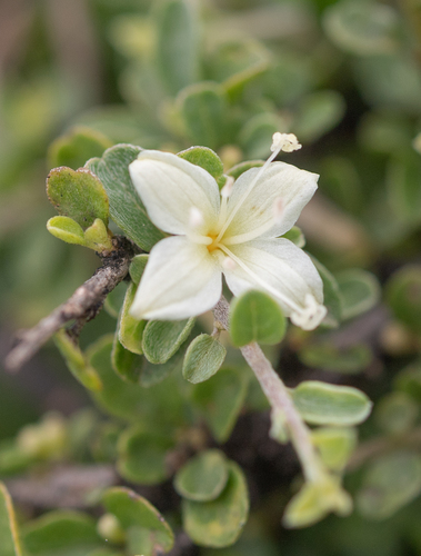 Hildebrandtia africana