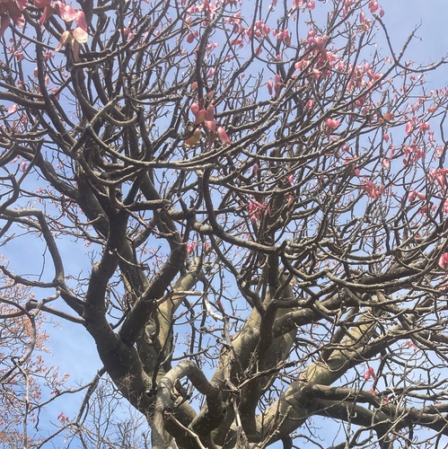 Hildegardia barteri (Krobo Christmas tree) — photo