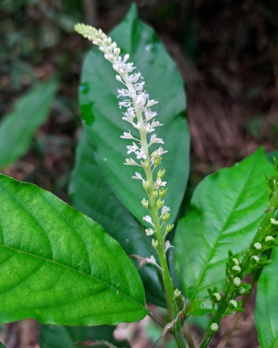 Petiveriaceae