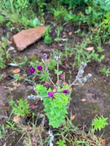 Hilliardiella oligocephala (Bicolored-leaved vernonia) — photo