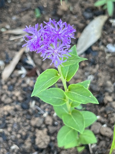 Hilliardiella oligocephala