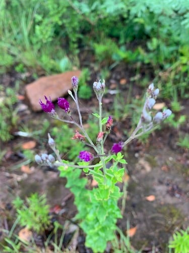 Hilliardiella oligocephala (Bicolored-leaved vernonia) — photo