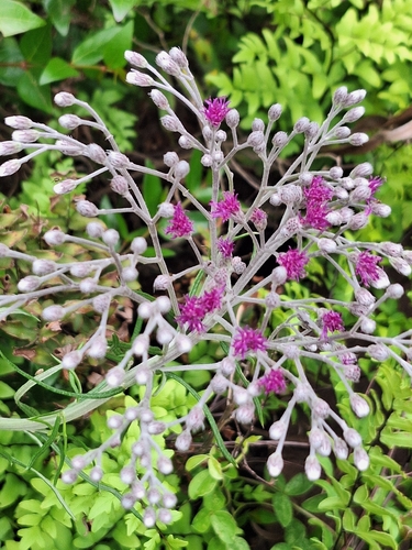 Hilliardiella pinifolia (Cape vernonia) — photo
