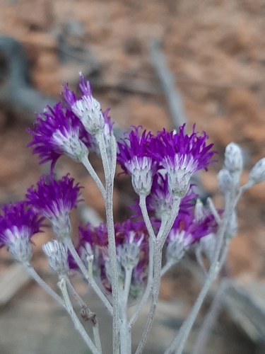 Hilliardiella pinifolia (Cape vernonia) — photo