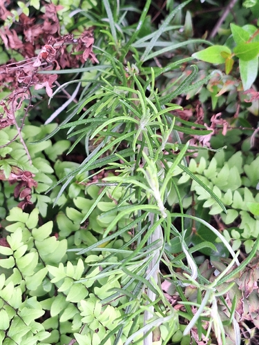Hilliardiella pinifolia