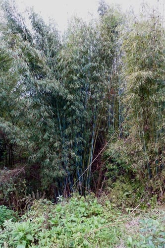 Himalayacalamus hookerianus (Himalayan blue bamboo) — photo