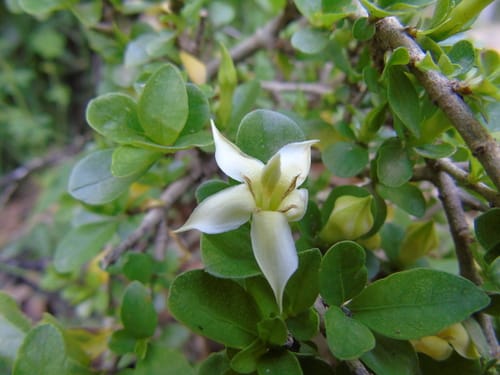 Himalrandia tetrasperma — photo