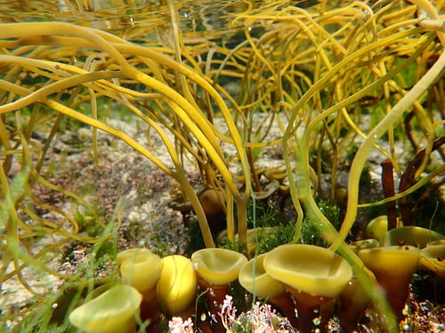 Himanthaliaceae