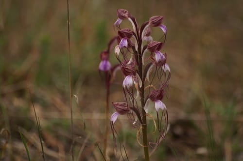 Himantoglossum comperianum — photo
