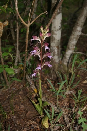 Himantoglossum comperianum — photo