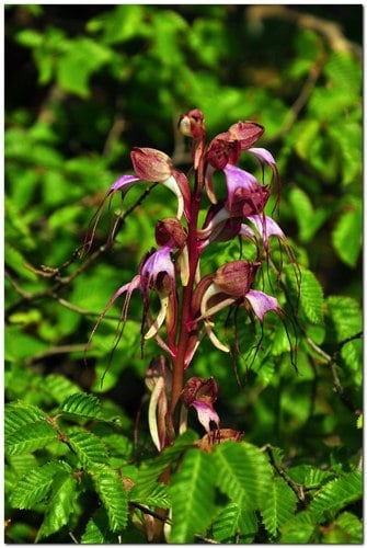 Himantoglossum comperianum