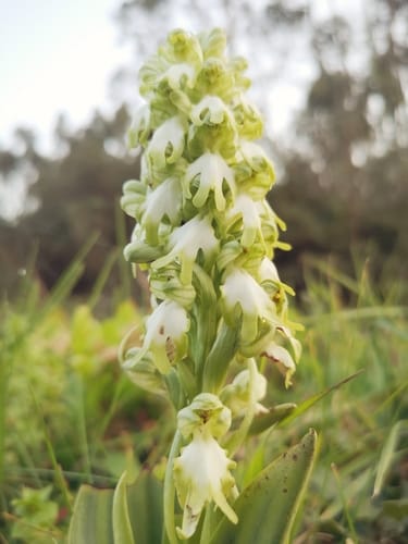 Himantoglossum robertianum (Barlia) — photo
