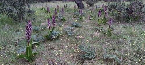 Himantoglossum robertianum (Barlia) — photo