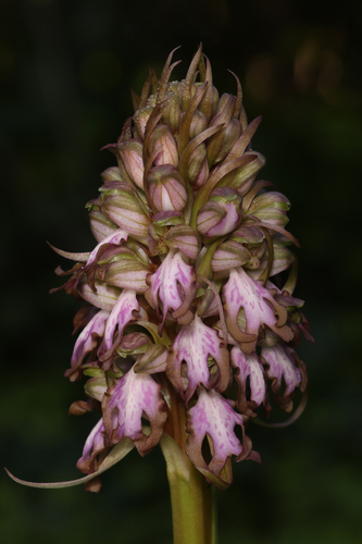 Himantoglossum robertianum