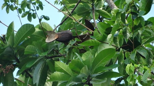 Himatanthus articulatus (Articulated himatanthus) — photo