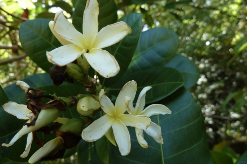 Himatanthus articulatus