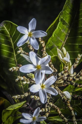 Himatanthus articulatus (Articulated himatanthus) — photo