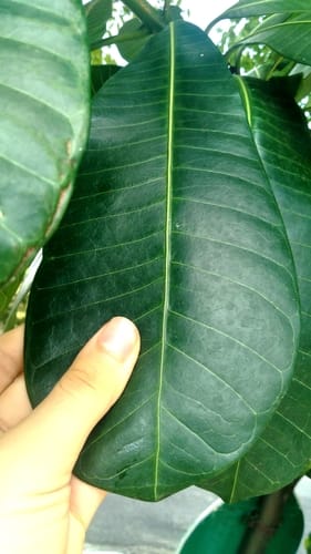 Himatanthus bracteatus — photo