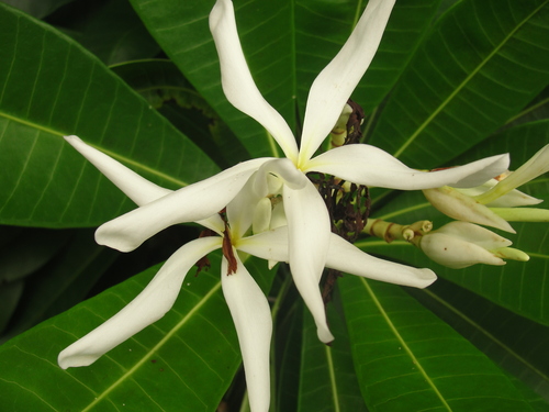 Himatanthus bracteatus