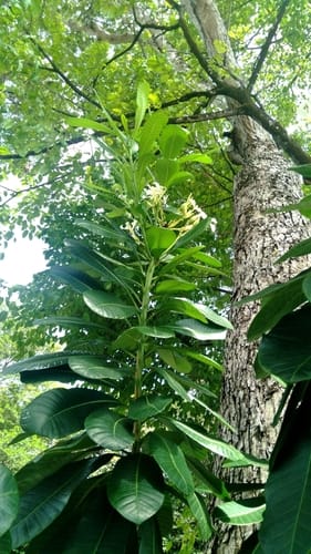 Himatanthus bracteatus — photo