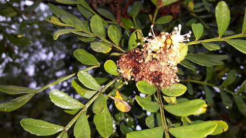 Hippobromus pauciflorus (Horsewood) — photo