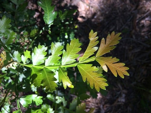 Hippobromus pauciflorus