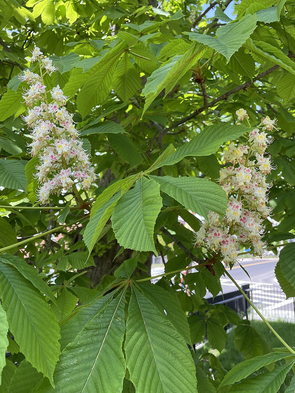 Hippocastanum vulgare — photo