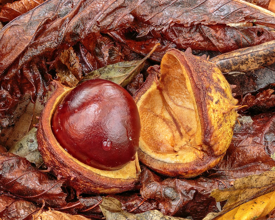 Hippocastanum vulgare