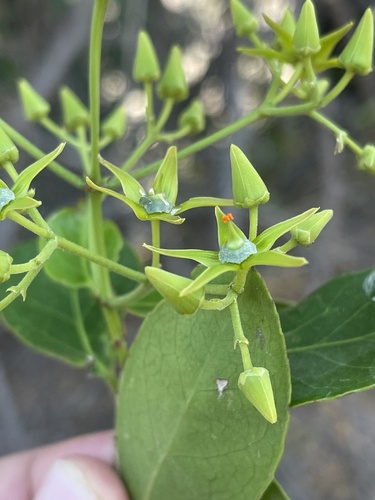 Hippocratea africana (African paddle-pod) — photo