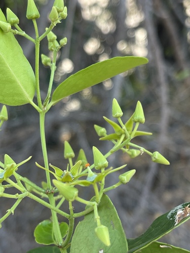 Hippocratea africana (African paddle-pod) — photo