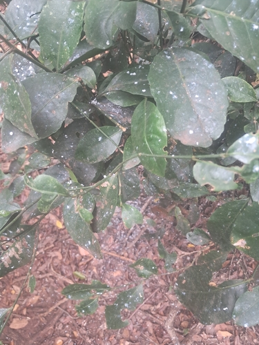 Hippocratea africana
