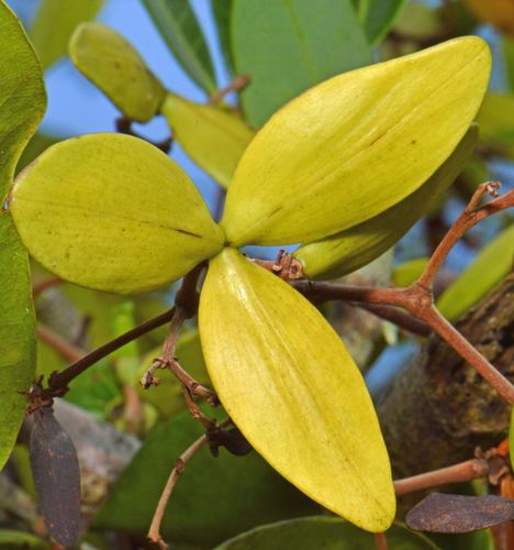 Hippocratea volubilis (Medicine vine) — photo