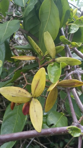 Hippocratea volubilis (Medicine vine) — photo