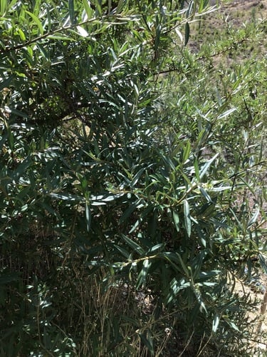Hippophae gyantsensis