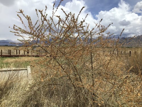 Hippophae gyantsensis — photo