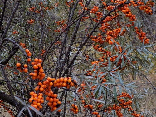Hippophae rhamnoides
