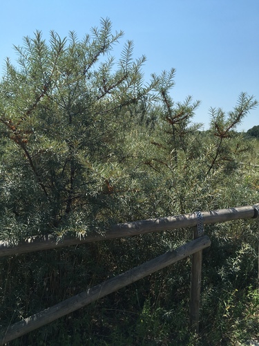 Hippophae rhamnoides (Sea Buckthorn) — photo