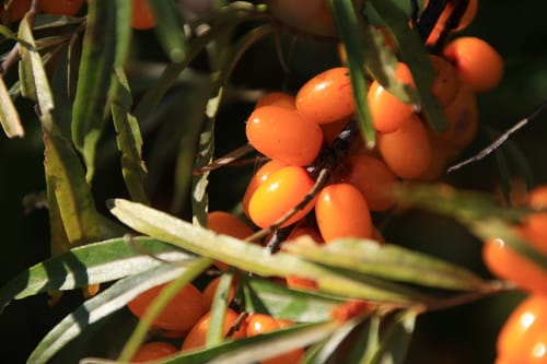 Hippophae rhamnoides subsp. yunnanensis — photo