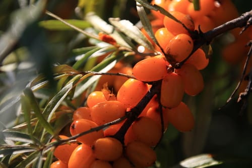 Hippophae rhamnoides subsp. yunnanensis