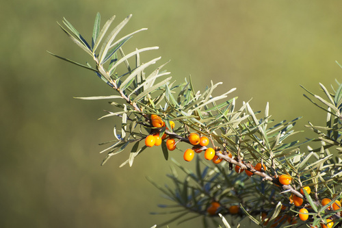 Hippophae rhamnoides subsp. yunnanensis — photo