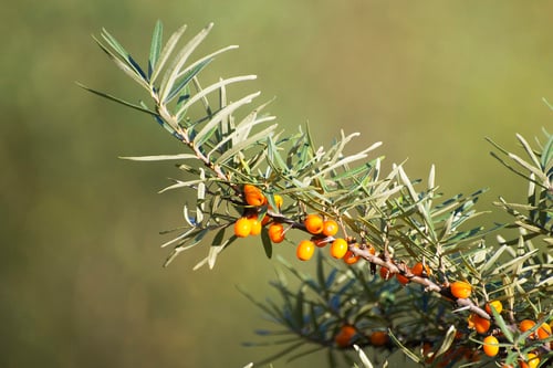 Hippophae rhamnoides (Sea Buckthorn) — photo