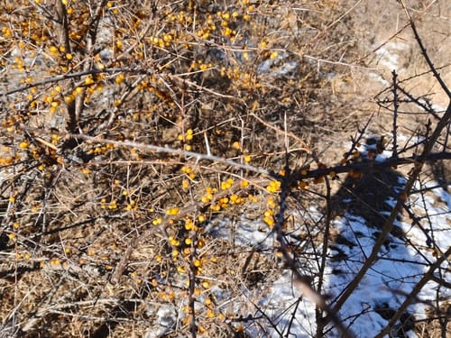 Hippophae salicifolia (Willow-leaved Sea Buckthorn) — photo