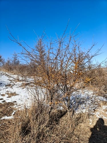 Hippophae salicifolia (Willow-leaved Sea Buckthorn) — photo