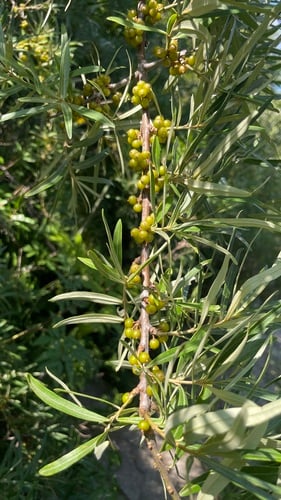 Hippophae sinensis