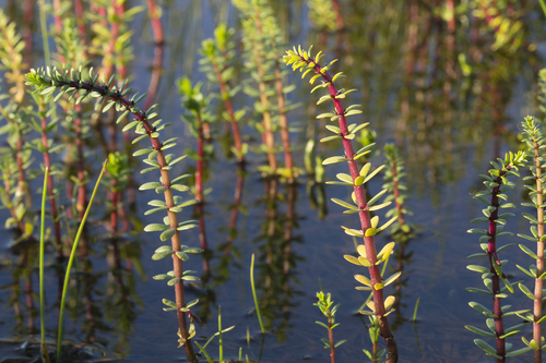 Hippuris tetraphylla (Fourleaf marestail) — photo