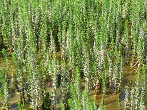 Hippuris tetraphylla (Fourleaf marestail) — photo